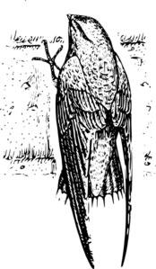Chimney Swifts nesting