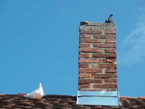 Animal in your chimney - Ann Arbor MI - Clean Sweeps of MI